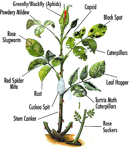 Horticulture: Fact Sheets on Plant Problems – Extension Marinette County